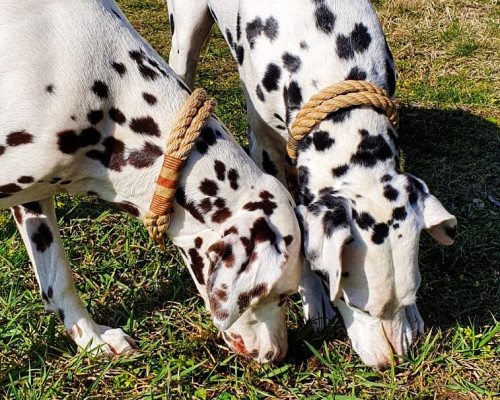 Flecken auf der wei&szlig;en Weste?