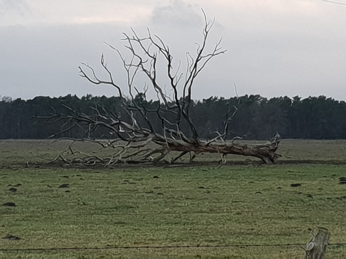 &Uuml;berraschende Vollstreckung beim Kommanditisten
