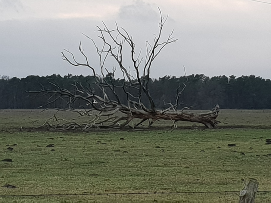 &Uuml;berraschende Vollstreckung beim Kommanditisten